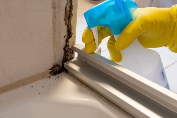 Best Residential Mold Remediation in Prceton, IN