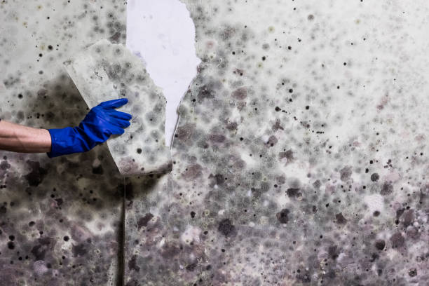 Best Basement Mold Remediation in Prceton, IN