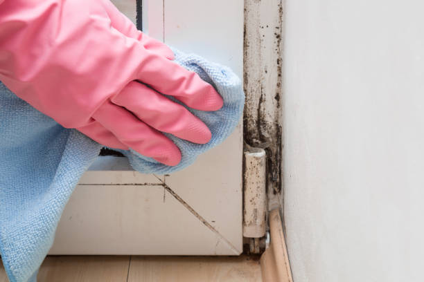 Best Crawl Space Mold Remediation in Prceton, IN